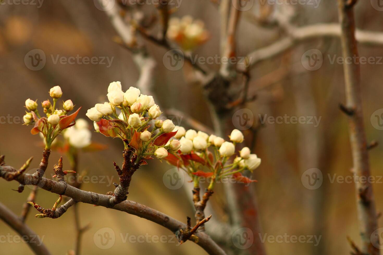 a tree branch with white flowers and a blurry background. photo