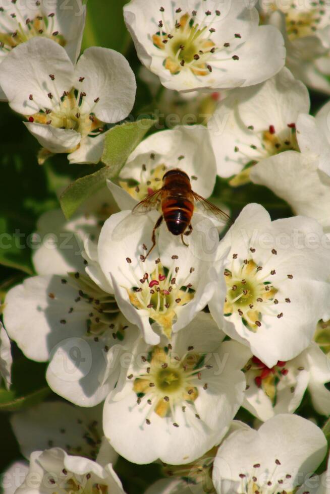 spring background. flower of pear fruit. a tree with white flowers that says spring on it. photo