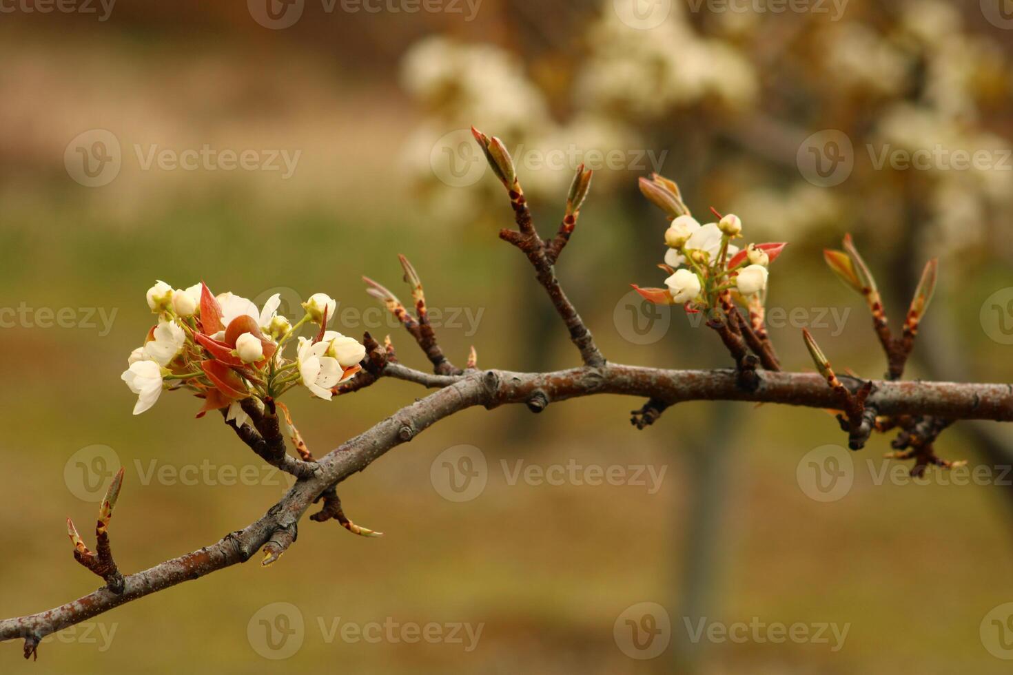 a tree branch with white flowers and a blurry background. photo