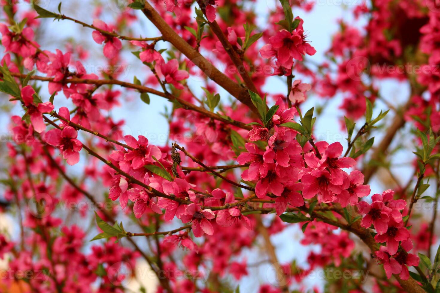 spring background. flower of peach fruit. a tree with pink flowers that are blooming photo