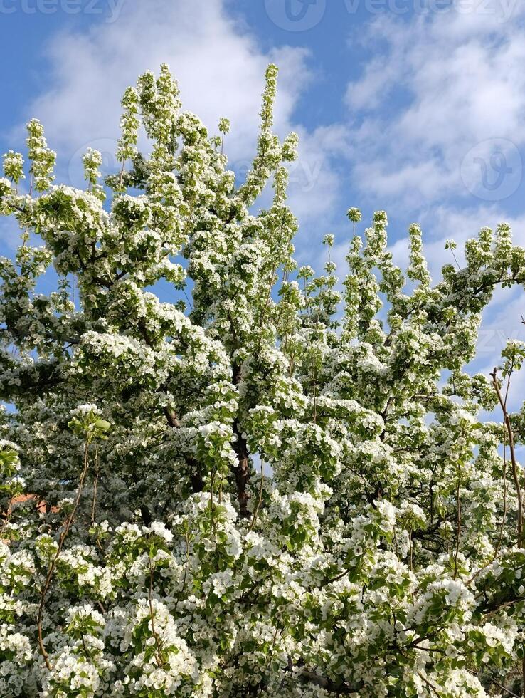 un árbol con blanco flores foto