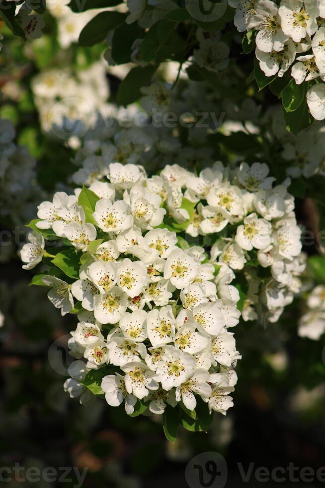 spring background. flower of pear fruit. a tree with white flowers that says spring on it. photo