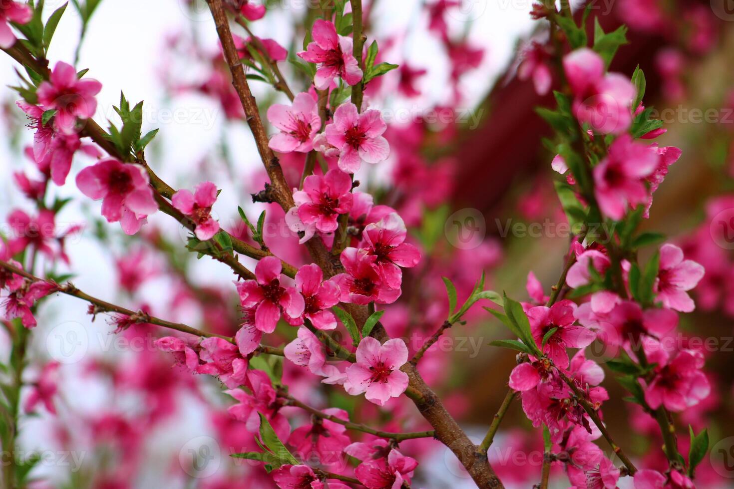 spring background. flower of peach fruit. a tree with pink flowers that are blooming photo