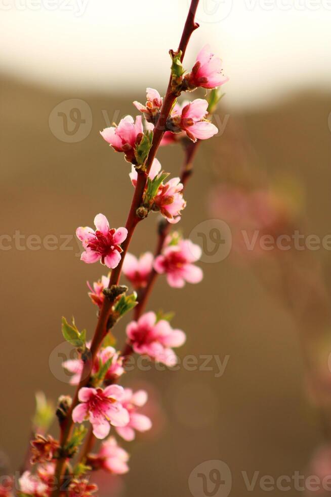 primavera antecedentes. flor de melocotón fruta. un árbol con rosado flores ese son floreciente foto