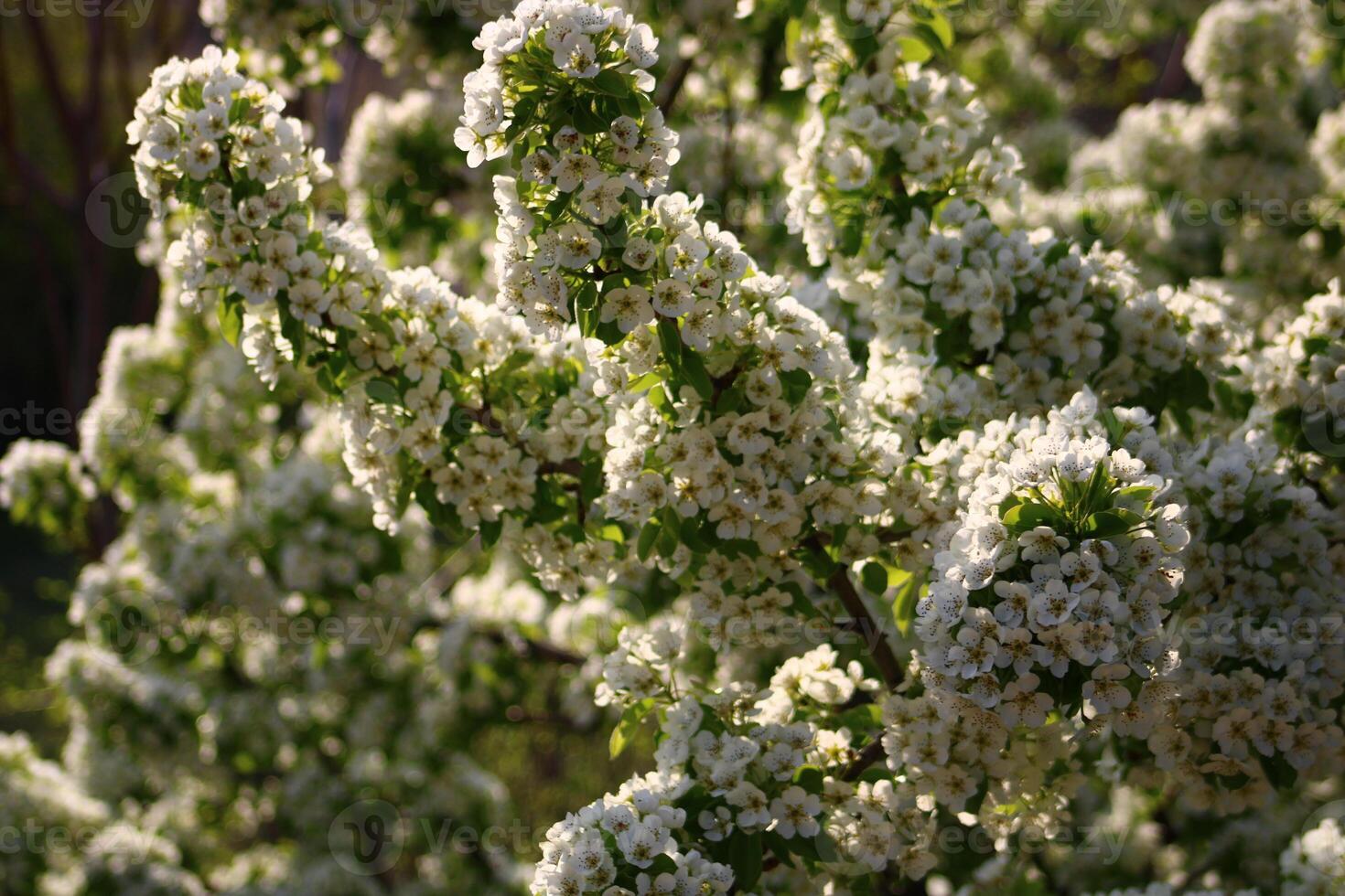 spring background. flower of pear fruit. a tree with white flowers that says spring on it. photo