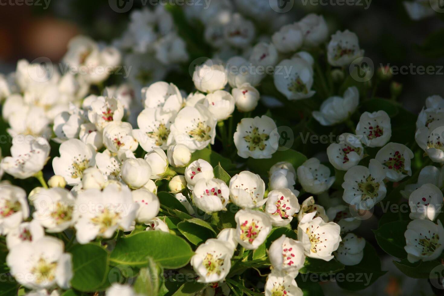 spring background. flower of pear fruit. a tree with white flowers that says spring on it. photo