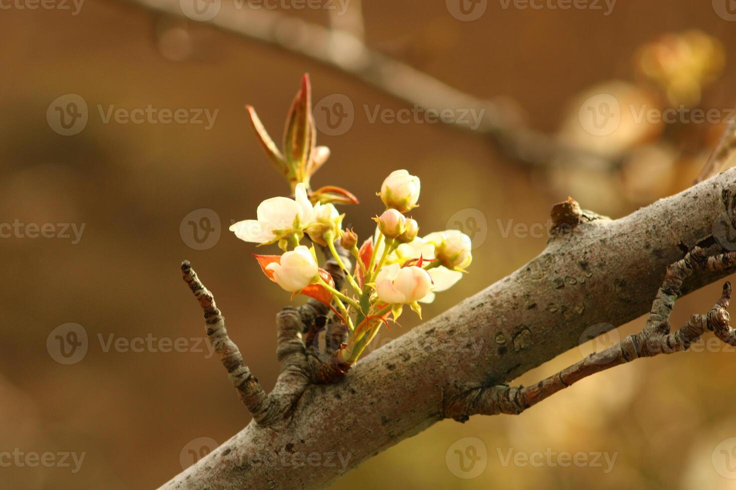 a tree branch with white flowers and a blurry background. photo