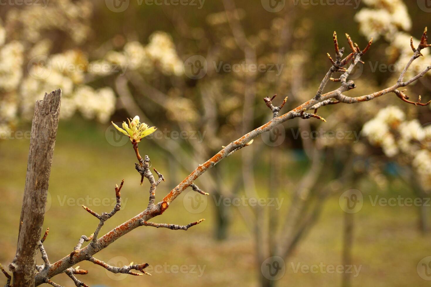 a tree branch with white flowers and a blurry background. photo