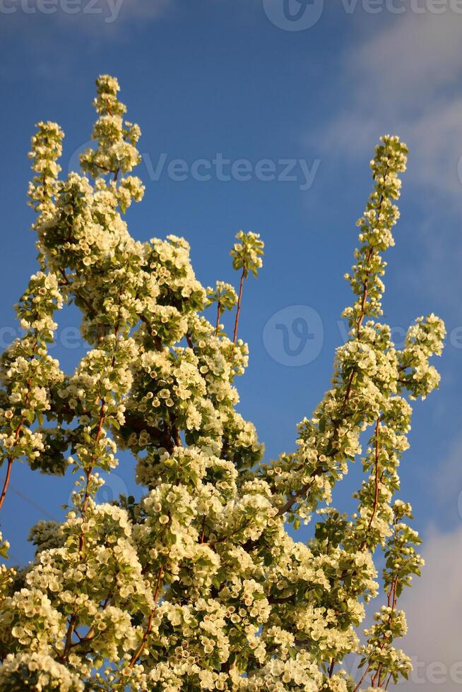 spring background. flower of pear fruit. a tree with white flowers that says spring on it. photo