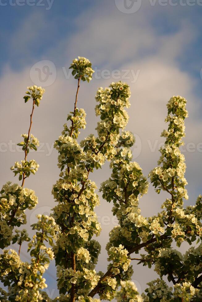 spring background. flower of pear fruit. a tree with white flowers that says spring on it. photo