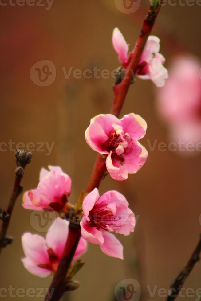 spring background. flower of peach fruit. a tree with pink flowers that are blooming photo