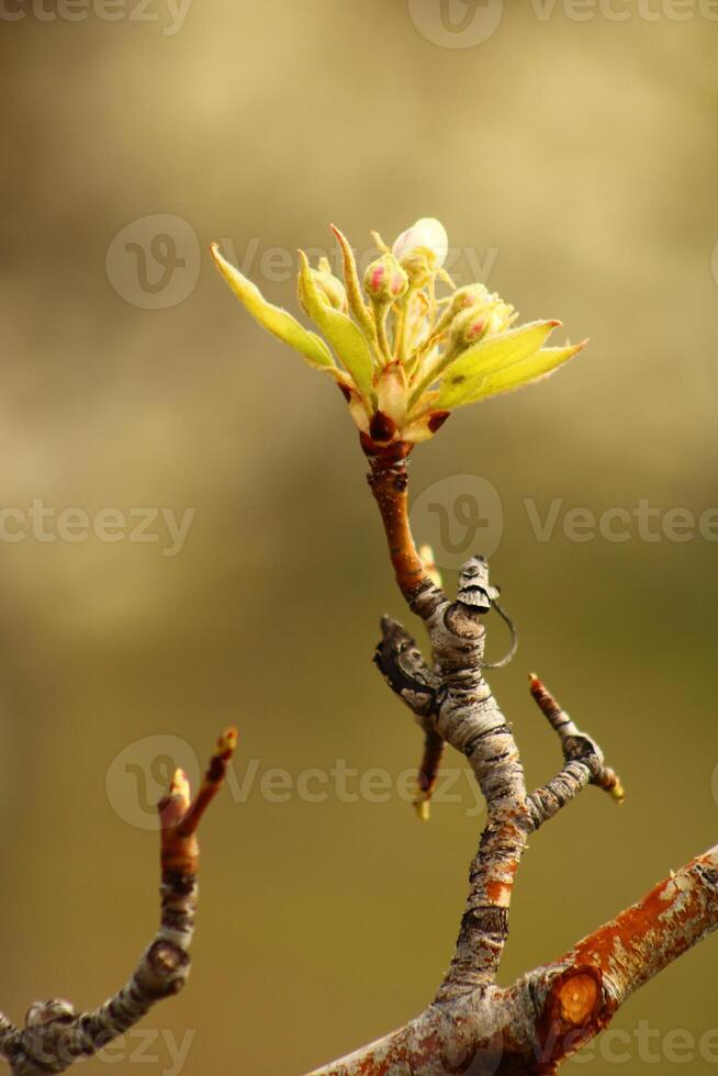 a tree branch with white flowers and a blurry background. photo