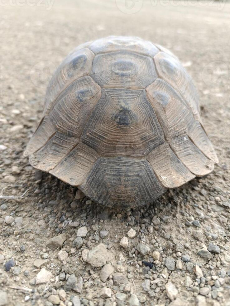 a turtle that is laying down on a sidewalk photo