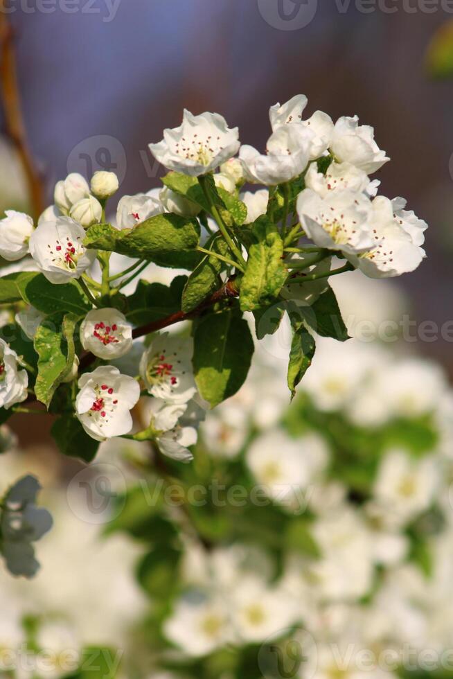 spring background. flower of pear fruit. a tree with white flowers that says spring on it. photo
