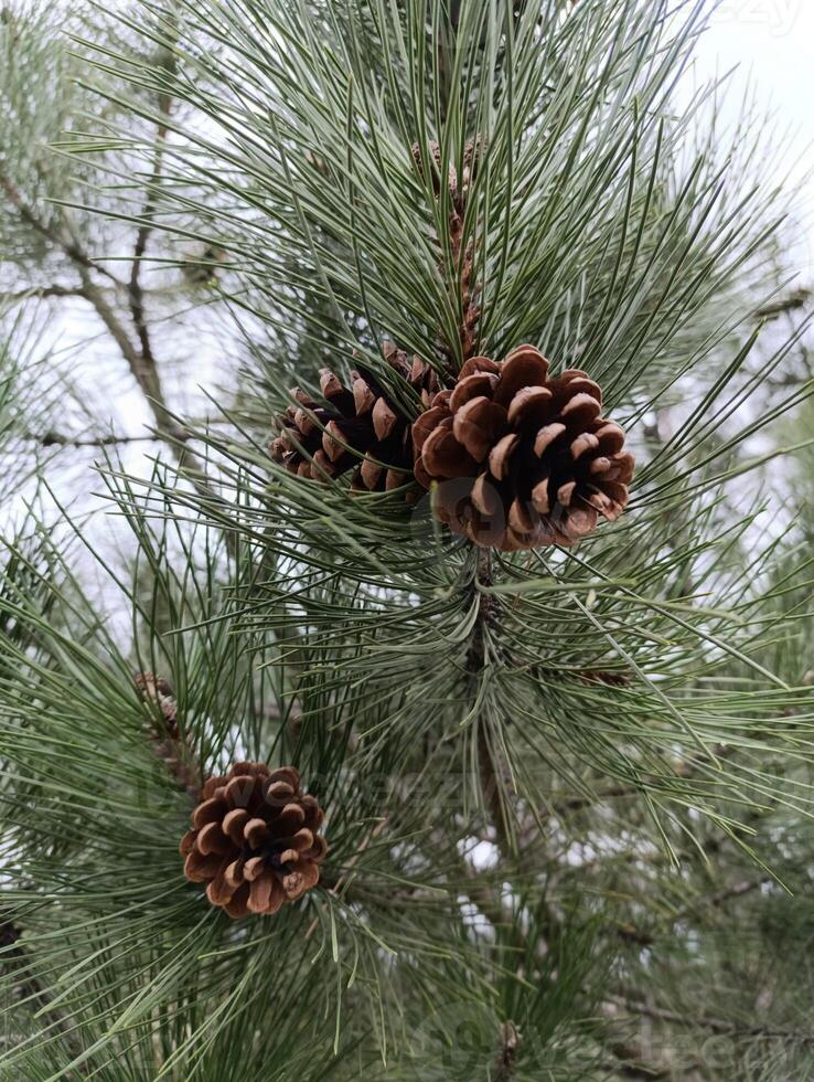 a pine cone that is on a tree photo