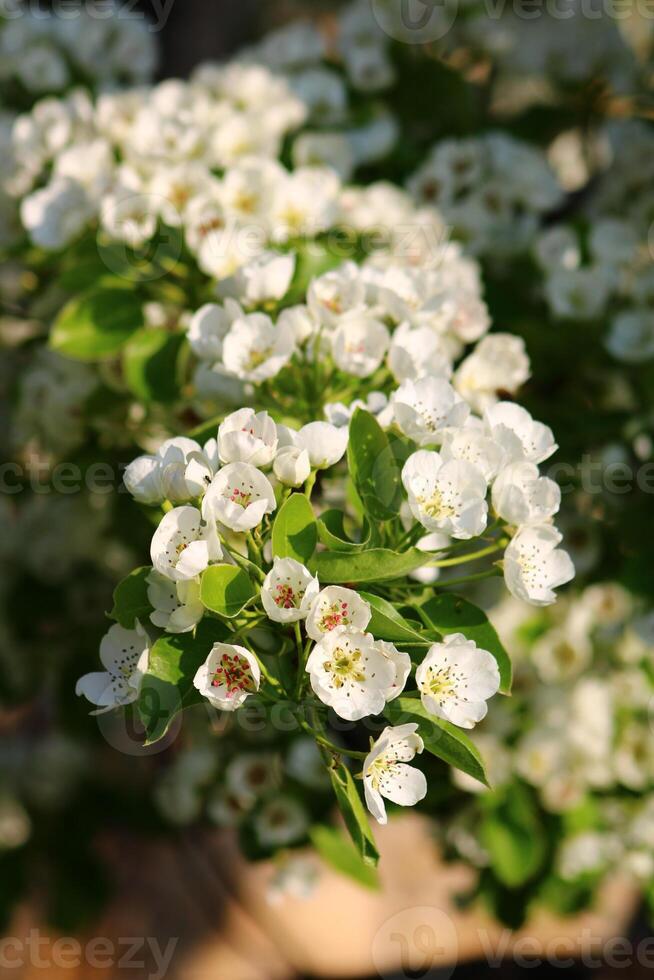 spring background. flower of pear fruit. a tree with white flowers that says spring on it. photo