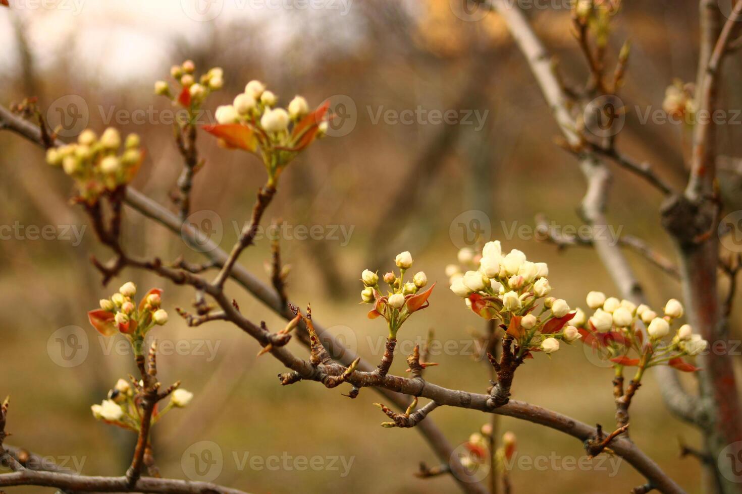 a tree branch with white flowers and a blurry background. photo