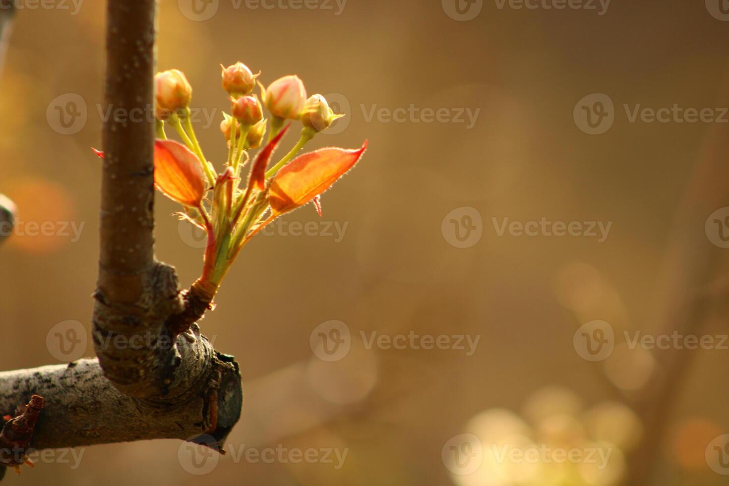 a tree branch with white flowers and a blurry background. photo