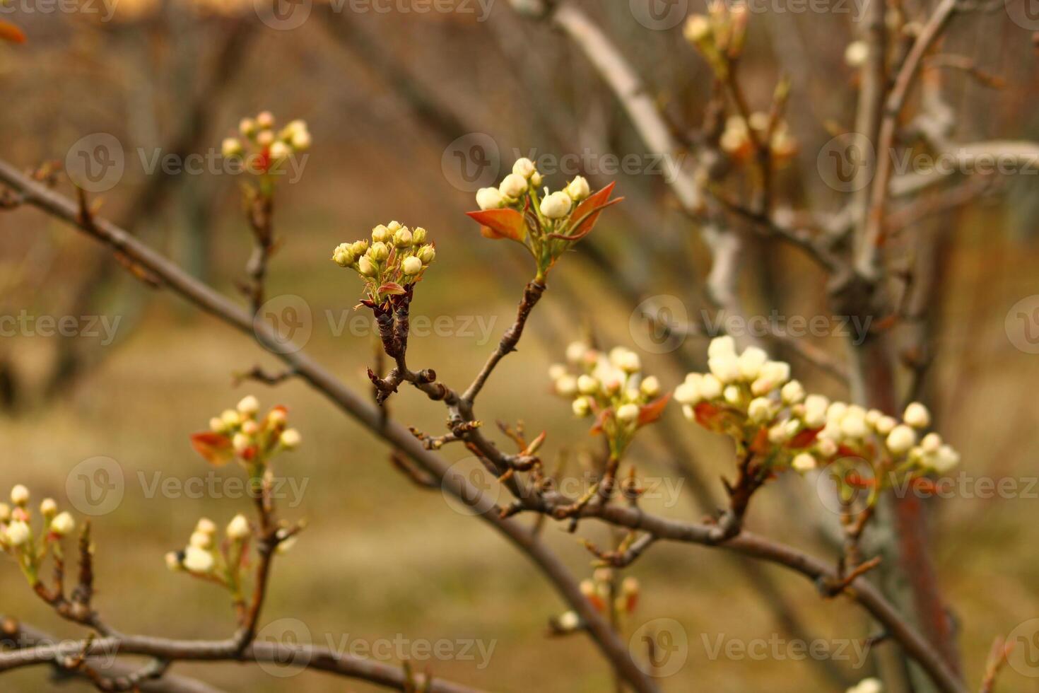 a tree branch with white flowers and a blurry background. photo