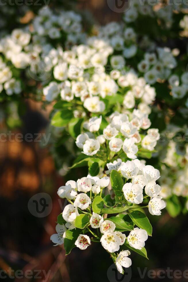 spring background. flower of pear fruit. a tree with white flowers that says spring on it. photo