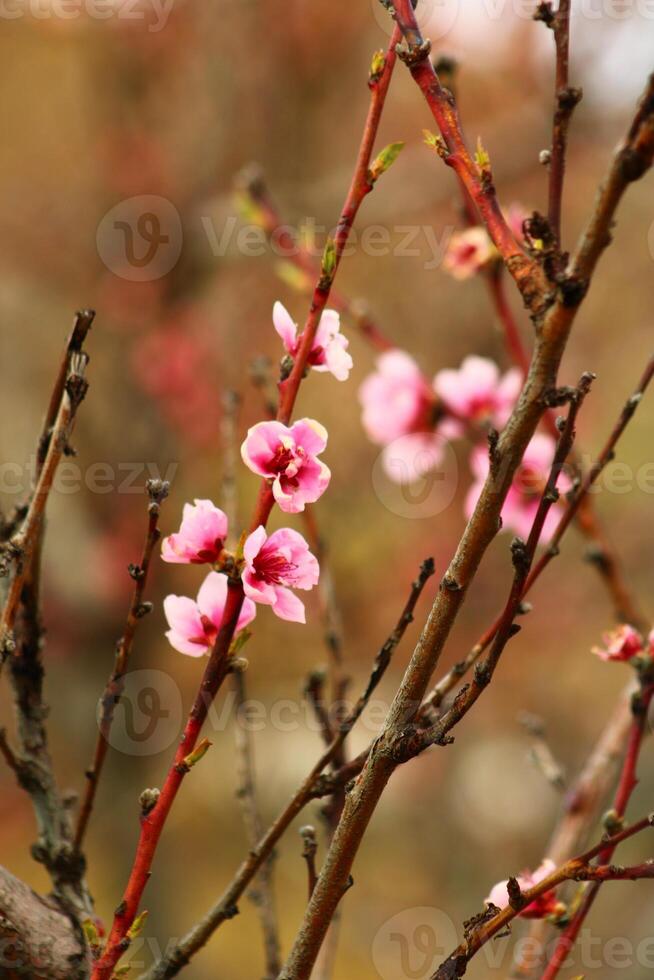 spring background. flower of peach fruit. a tree with pink flowers that are blooming photo