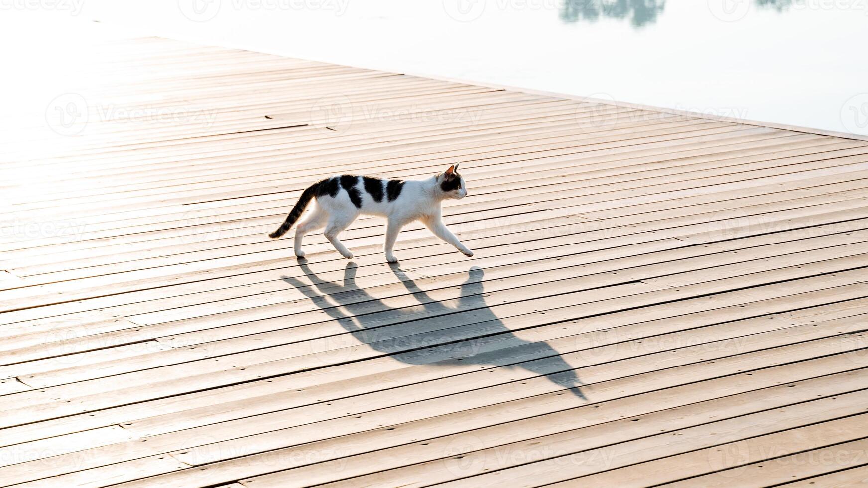 el sombra de un extraviado gato en el camino, el Mañana caminar de un gato a lo largo el terraplén, un muelle dónde animales caminar, un río gato, un silueta de un gato en el sol, un cazador bestia foto