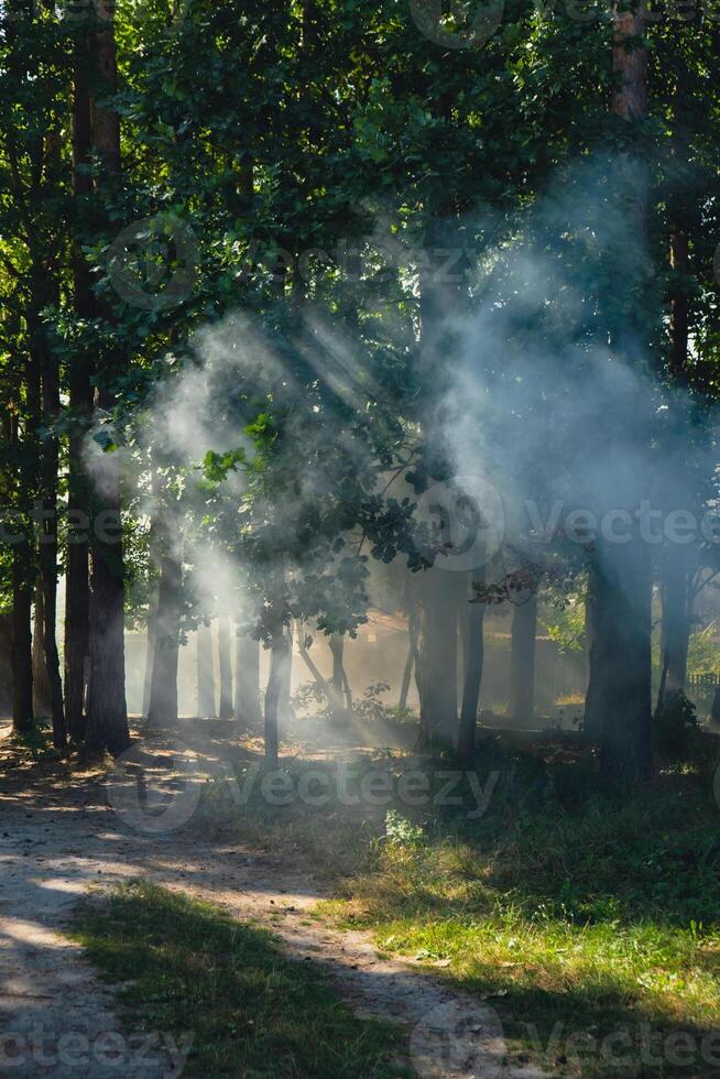 Beautiful smoke fog in trees forest. Sunbeams through morning haze. Magical foggy Forest or Park. Deep shadows from sunlight photo