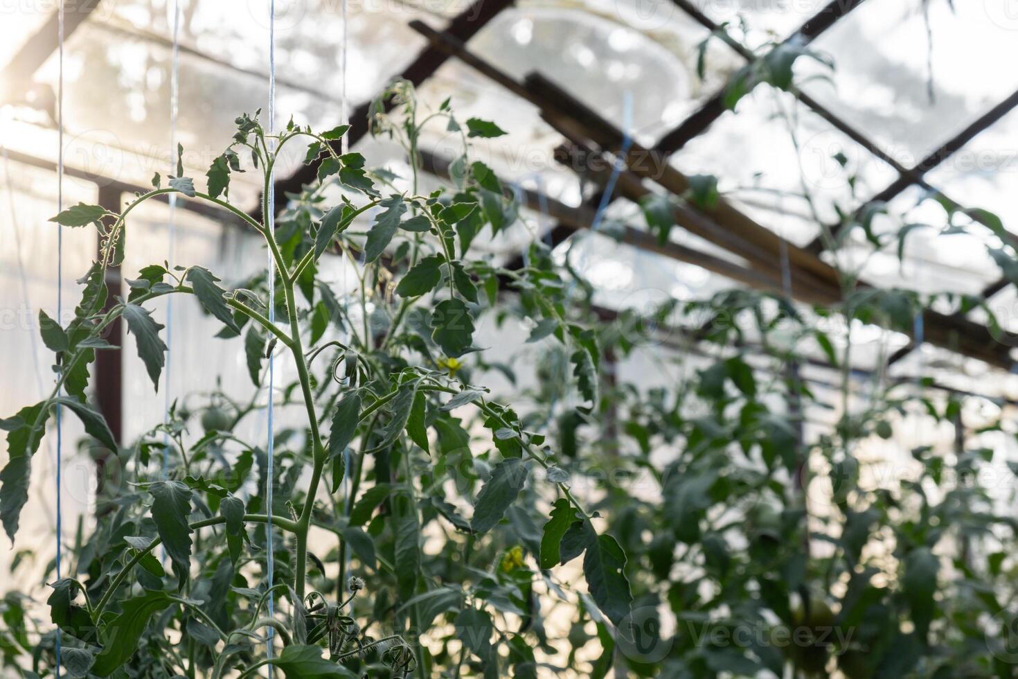 Cherry tomato harvest in greenhouse. Vegetable farmland ripe fresh tasty vegeculture food ingredients. Agriculture healthy cultivation concept photo