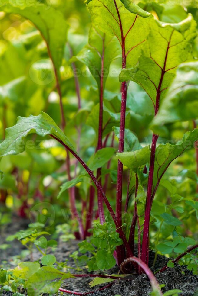 cerca arriba de rojo remolacha. raíz de remolacha planta en el campo. concepto de agricultura jardinería en país lado viviendo. veganismo estacional vegetal comida producción foto