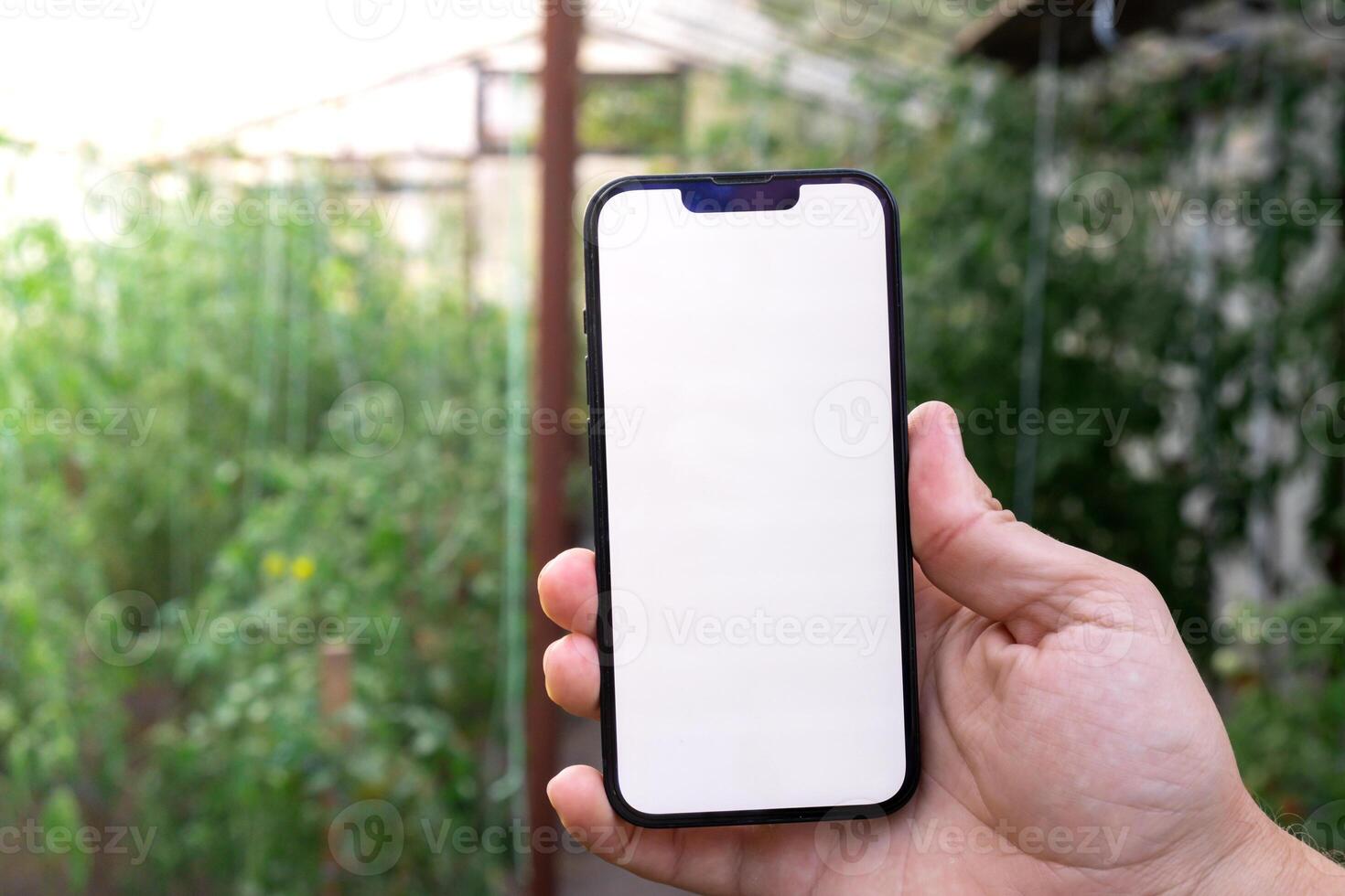 Farmer hand holding mobile phone with empty white screen. Mock up outside on farm agriculture concept. Tomatoes in greenhouse background. Harvesting technology innovations photo