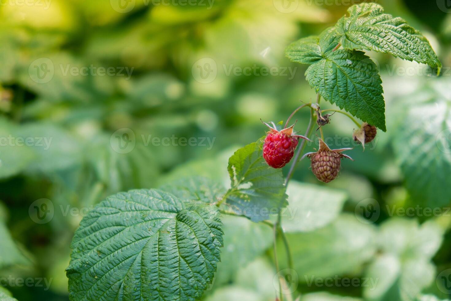 Close up of branch ripe red raspberries in garden on blurred green background. Locally grown organic fresh berries. Home gardening cottegecore life photo