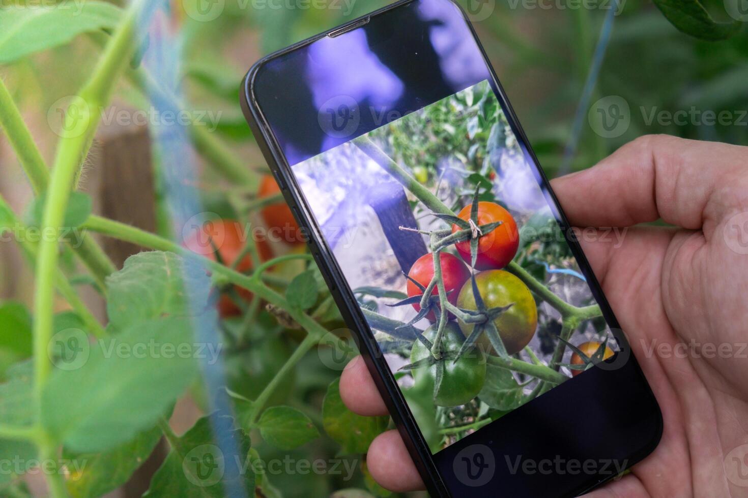 Hand of farmer photographing red cherry tomatoes harvest in garden with smartphone. Online selling through social media locally grown organic veggies from greenhouse. Smart farming technology concept photo