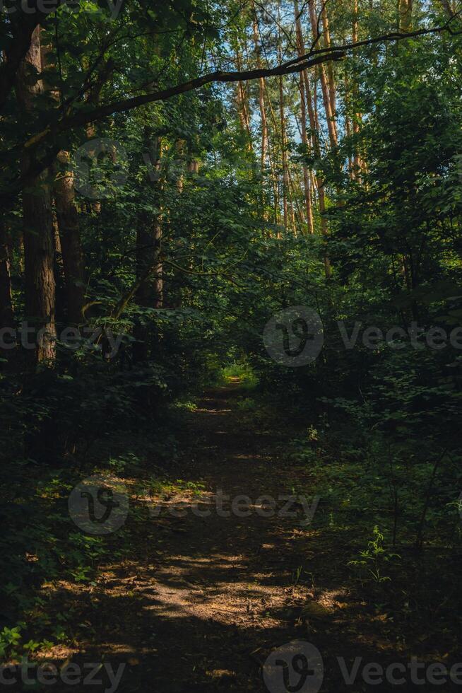 Beautiful pine and fir forest with thick layer of green moss covering the forest floor. Scenic view Sunlight shining through the branches land dark background. Old Forest Sun Rays photo