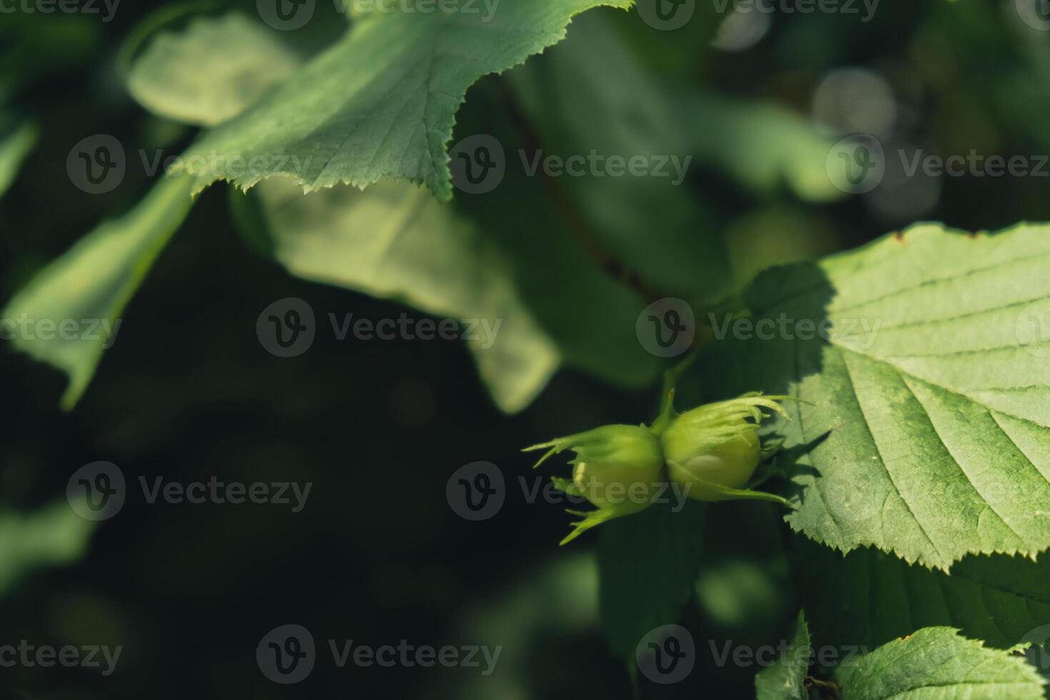 Large hazelnuts grow in the forest on green bush. Nuts Food for brain, healthy natural organic wild grown wild harvested. Seasonal sustainable countryside harvest farm cobnuts with leaves in garden. Background of growing nuts photo