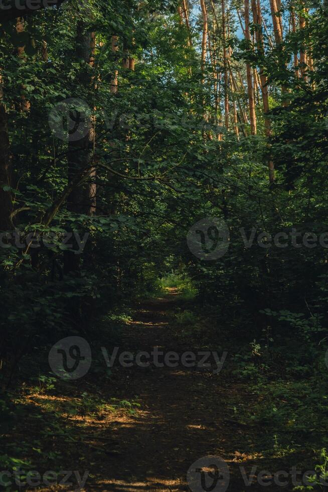 Road passing through scary mysterious dark green forest with green light in autumn. Nature misty landscape. Trail through mysterious dark old forest. Magical atmosphere photo