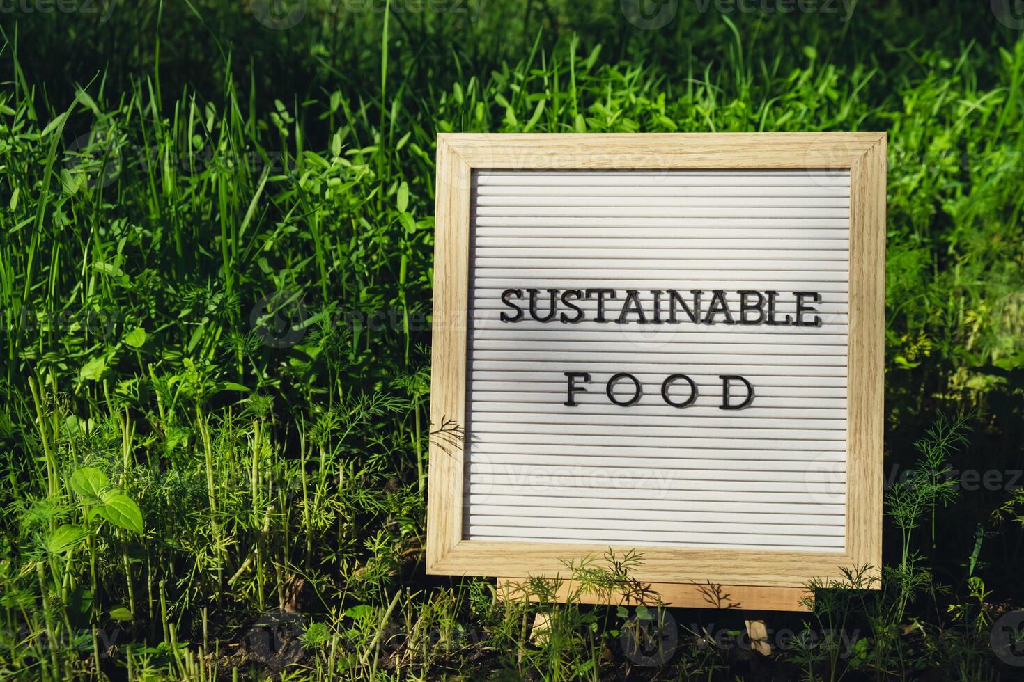 SUSTAINABLE FOOD message on background of fresh eco-friendly bio grown green herb dill in garden. Countryside food production concept. Locally produce harvesting. Sustainability and responsibility photo