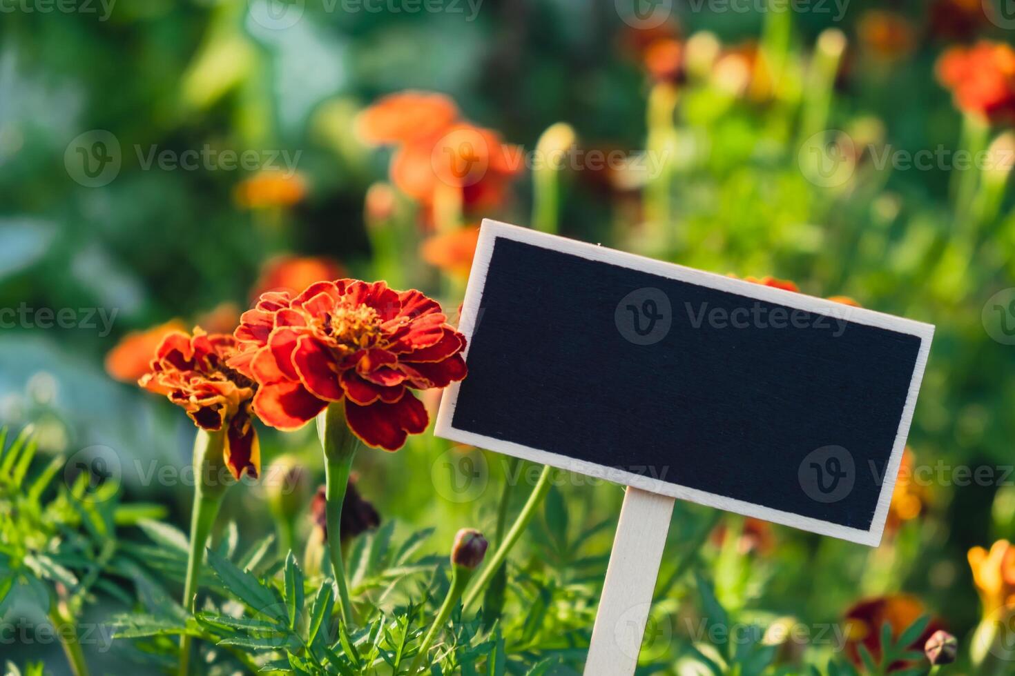 Blackboard empty copy space for advertisement on farm harvesting background of eco-friendly sustainable growth marigold flowers. Place for text template mock up farm core healthy agricultural food produce photo