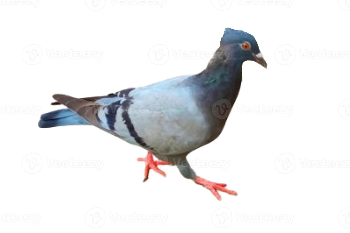 Pigeon bird isolated on white background photo