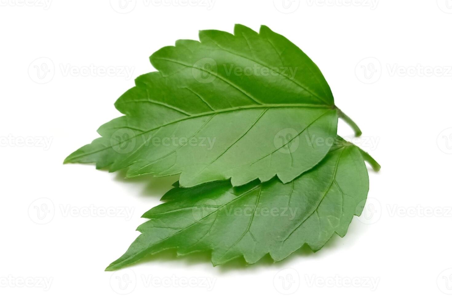 Hibiscus leaf isolated on white background photo
