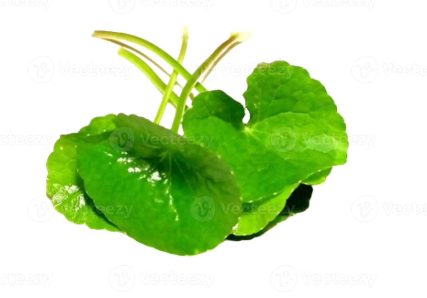 Gotu kola closeup, Asiatic pennywort, Indian pennywort, thankuni leaves isolated on white background photo