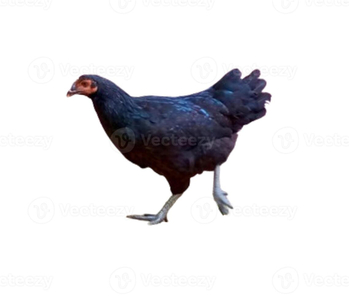 A black chicken isolated on white background photo