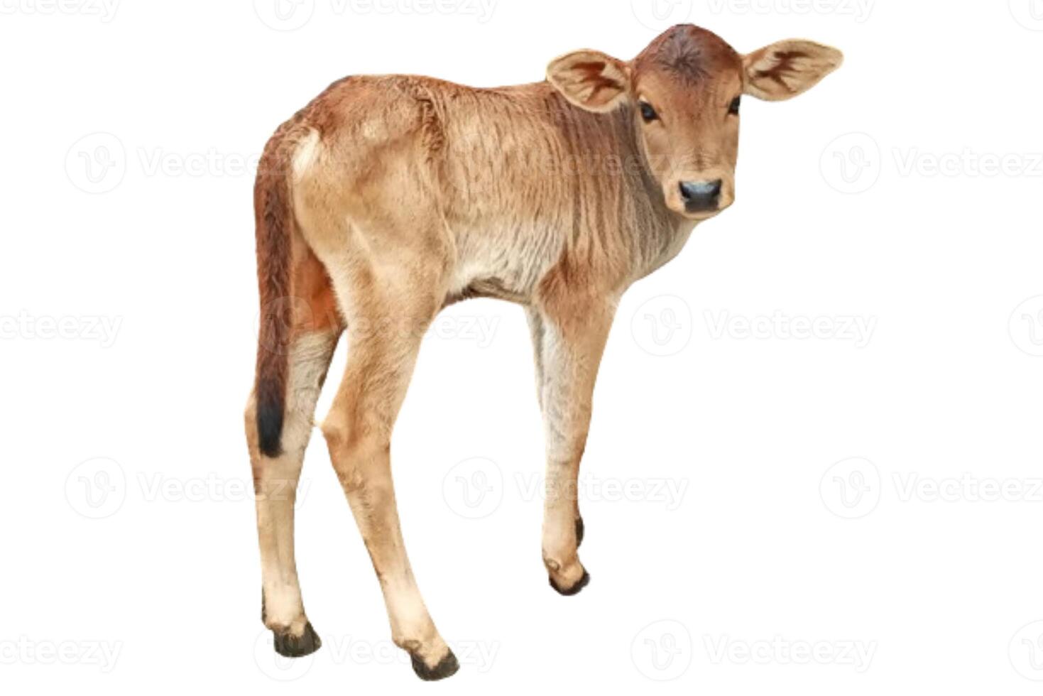 Baby cow 12 days old on white background photo