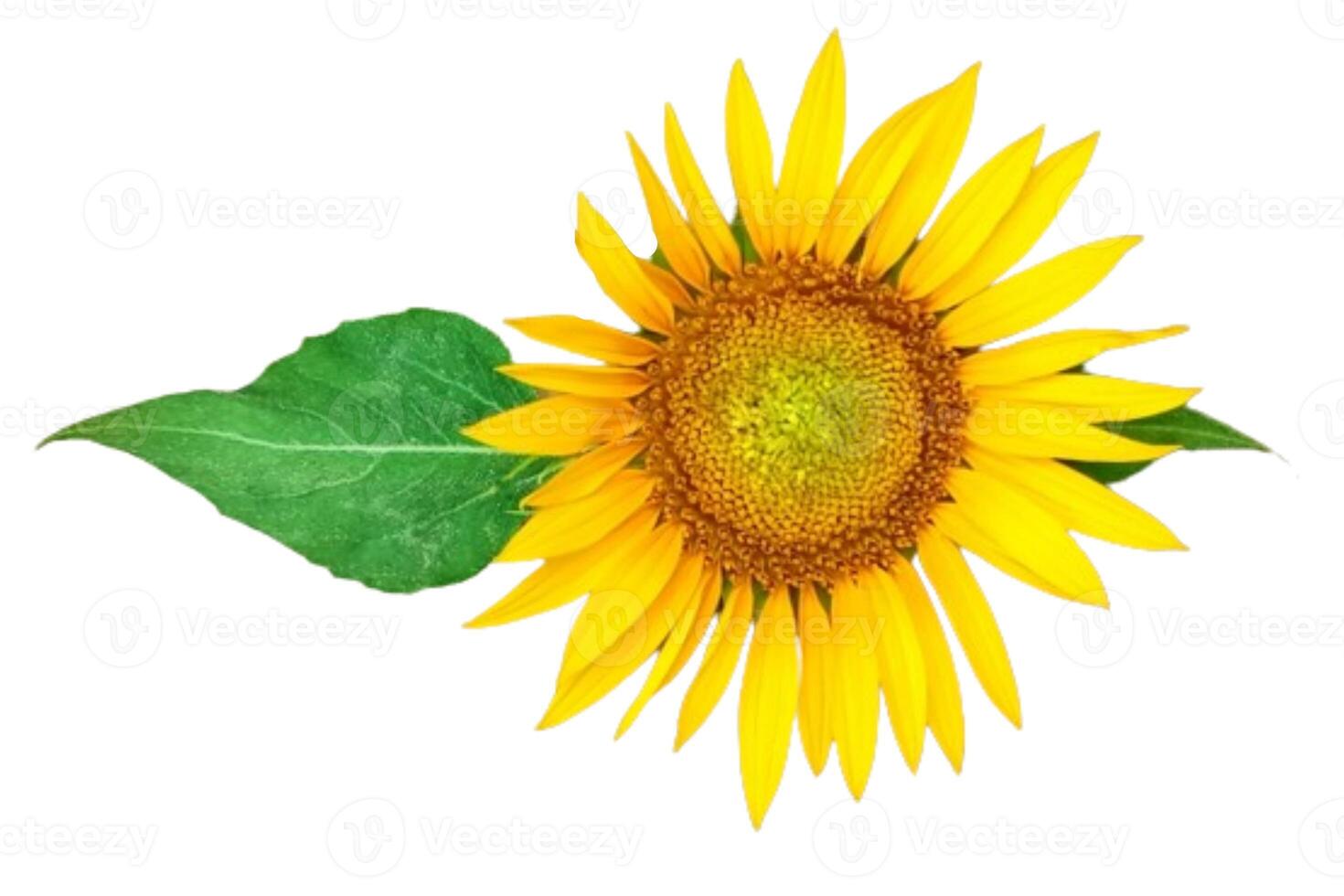 Sunflower flower isolated on white background photo