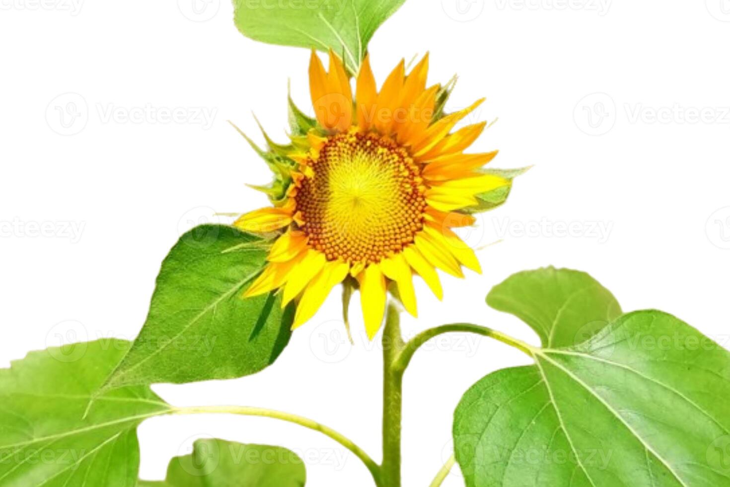 Sunflower flower isolated on white background photo