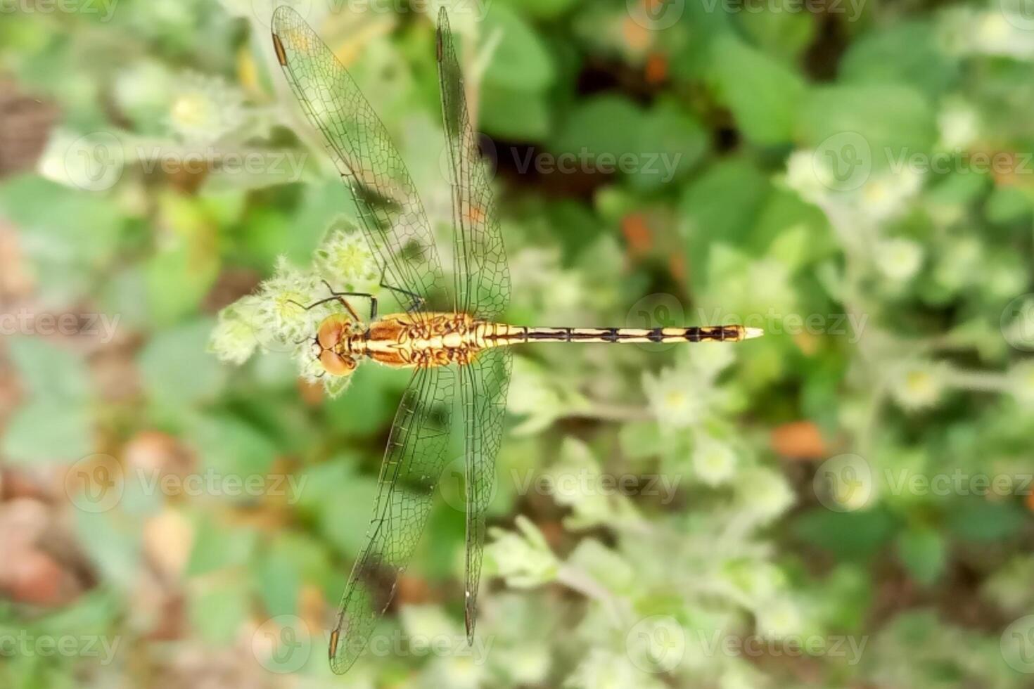 Dragonfly after green tree Nature is beautiful dragonfly photo