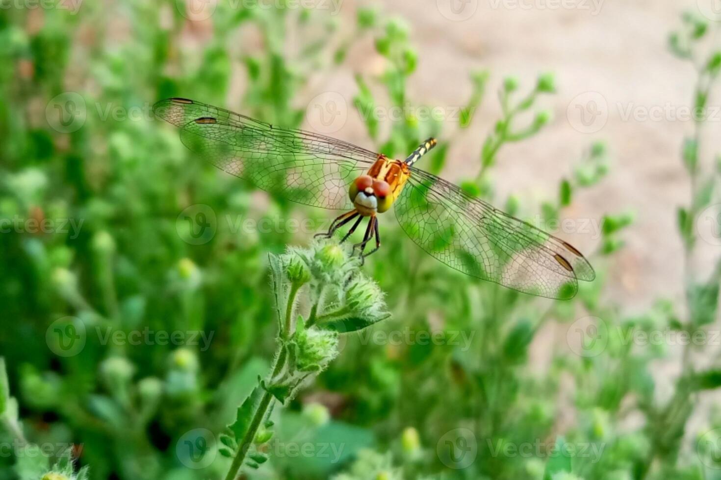 Dragonfly after green tree Nature is beautiful dragonfly photo