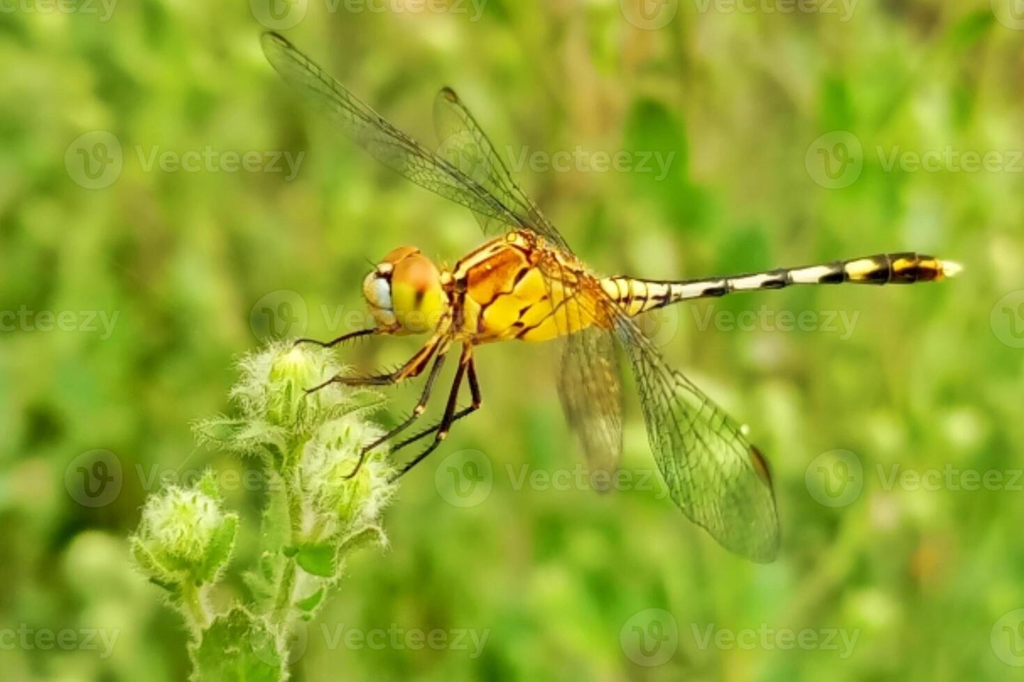 Dragonfly after green tree Nature is beautiful dragonfly photo