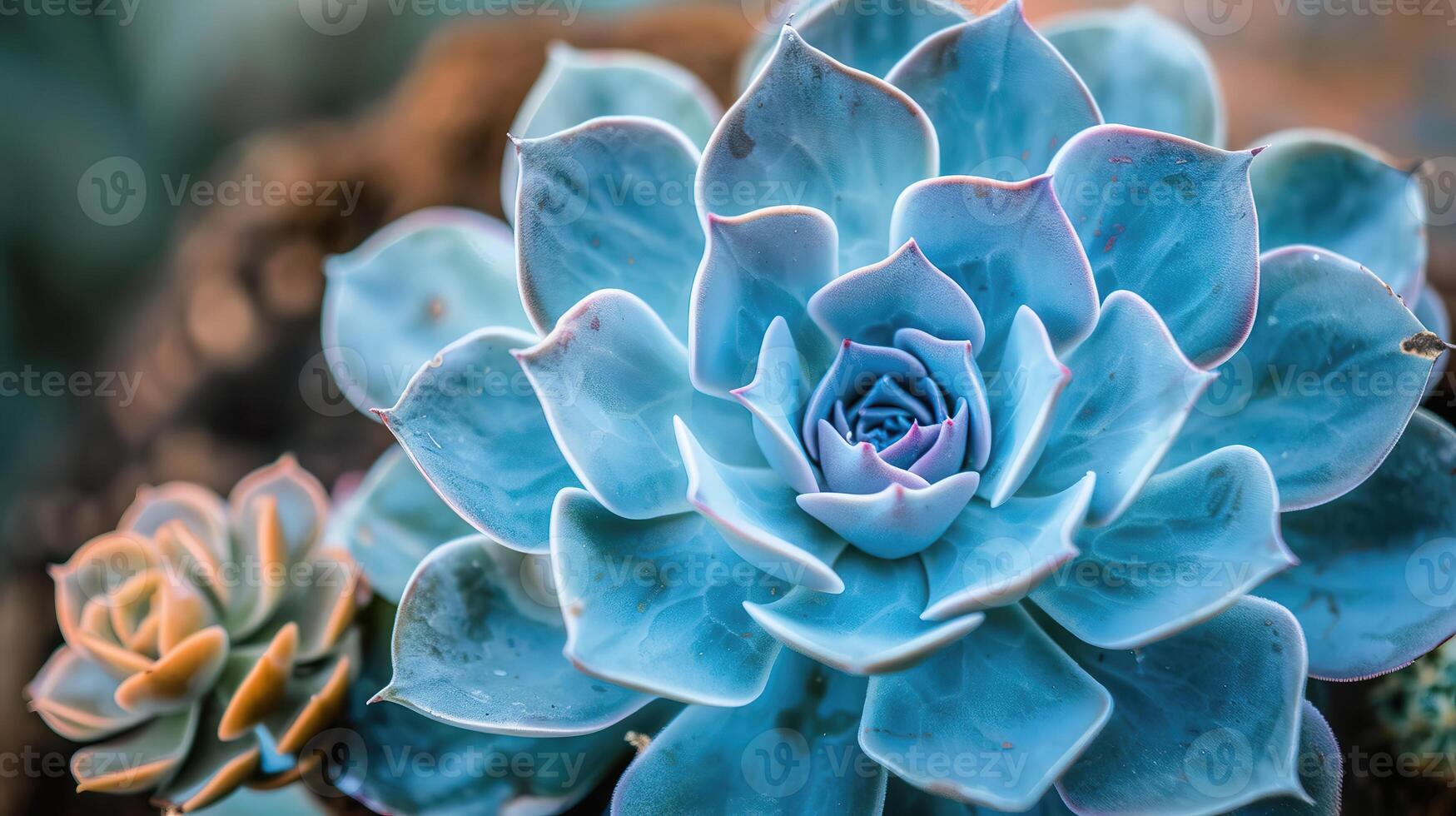 Blue Echeveria Succulent Plant closeup, abstract background. Floral wallpaper photo