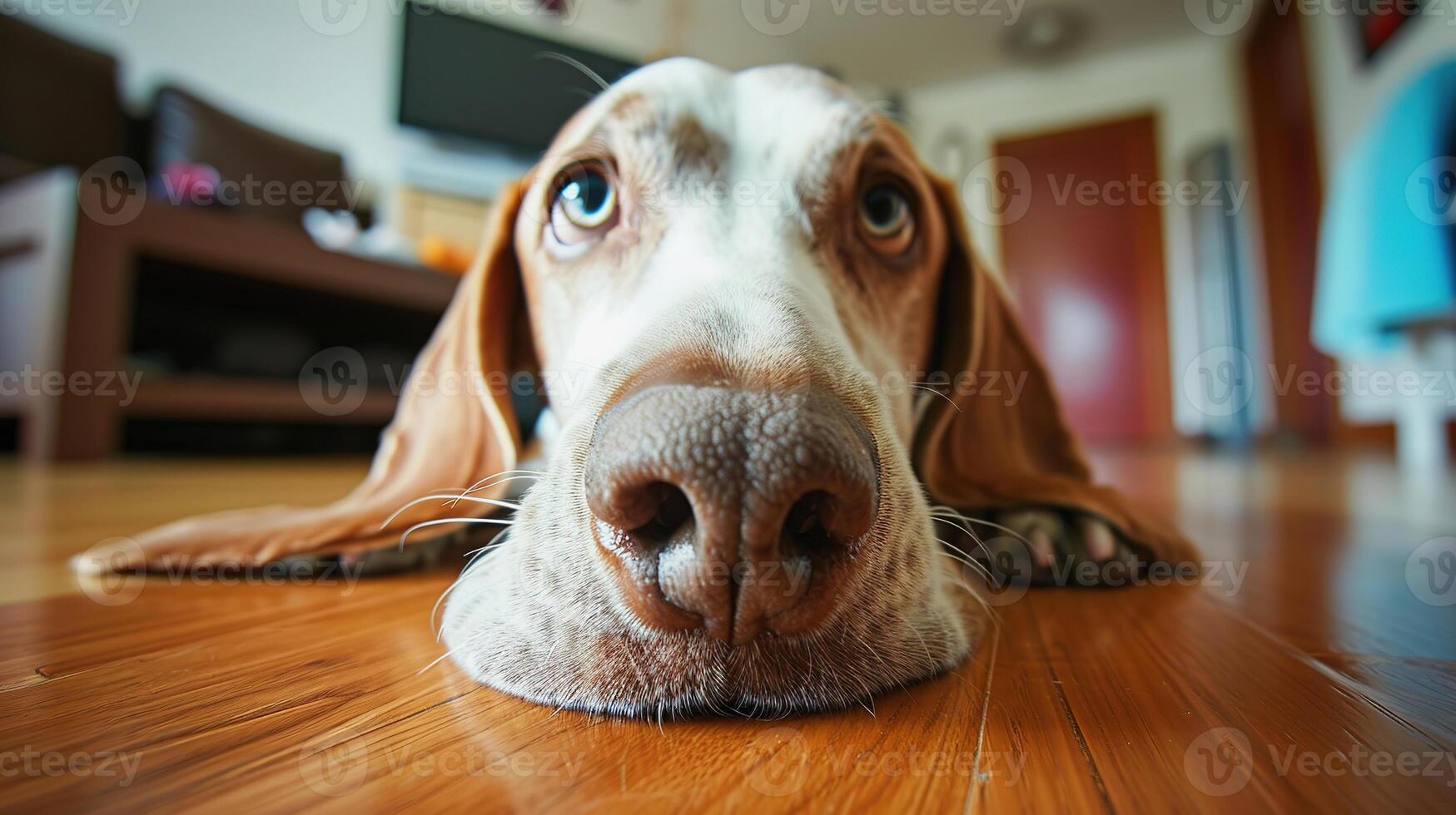 Wide angle view of a dog face lying on floor photo