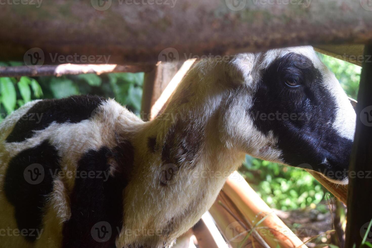 A Javanese goat is in a cage photo